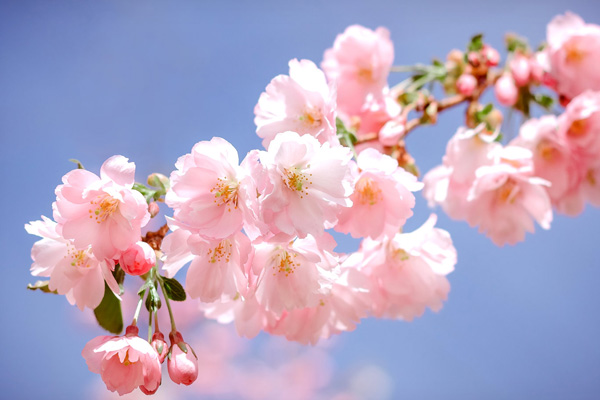 japanese-flowers-sakura.jpg